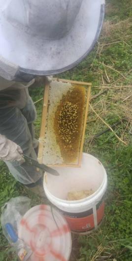 手工正宗自养纯天然土蜂蜜
